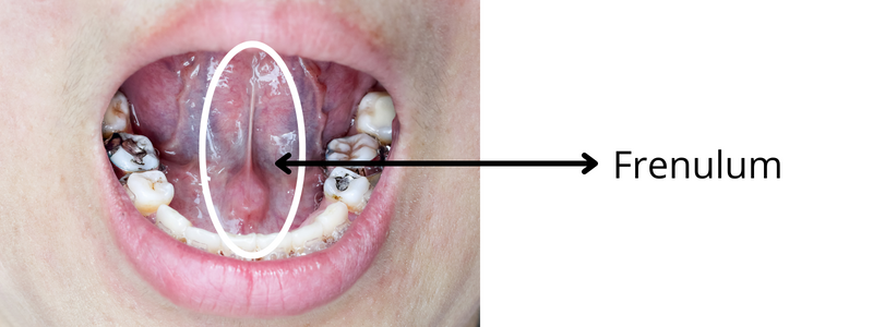 parts-of-the-tongue-underneath